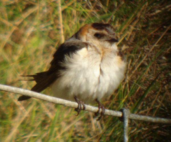 Red-rumped Swallow
