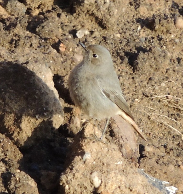 Black Redstart