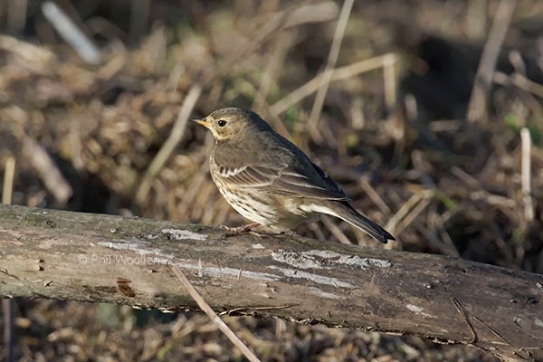 American Buff-bellied Pipit