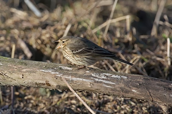 American Buff-bellied Pipit