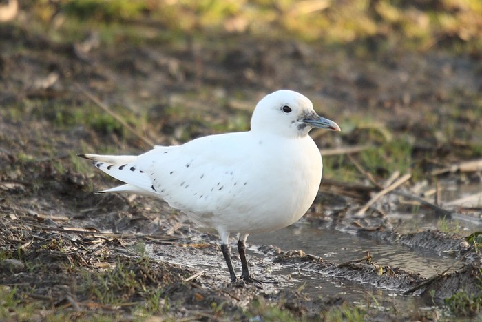 Ivory Gull