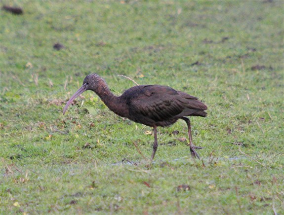 Glossy Ibis