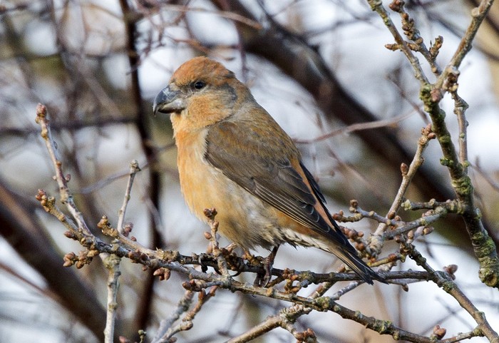 Parrot Crossbill