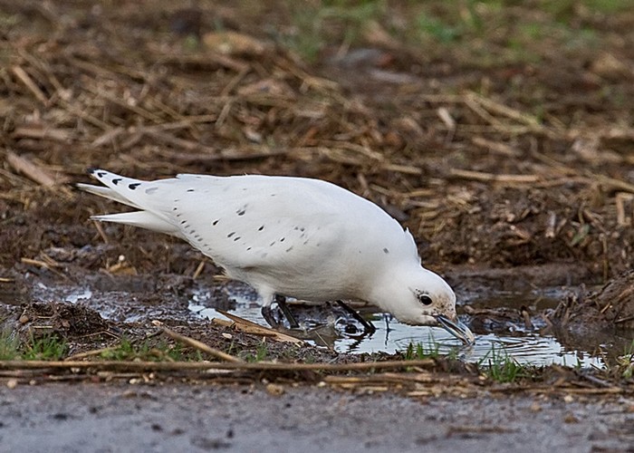 Ivory Gull