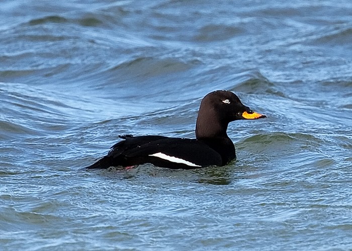 Velvet Scoter