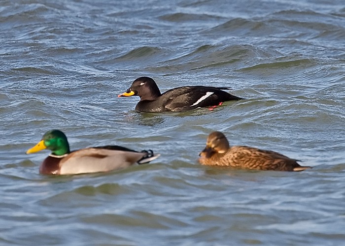 Velvet Scoter