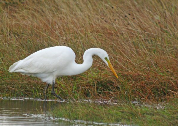 Great White Egret