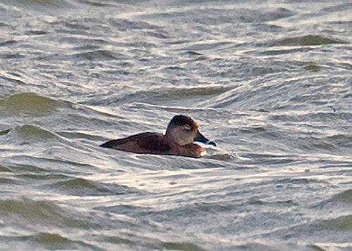 Ring-necked Duck