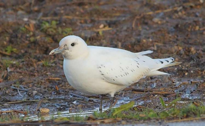 Ivory Gull