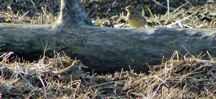 American Buff-bellied Pipit