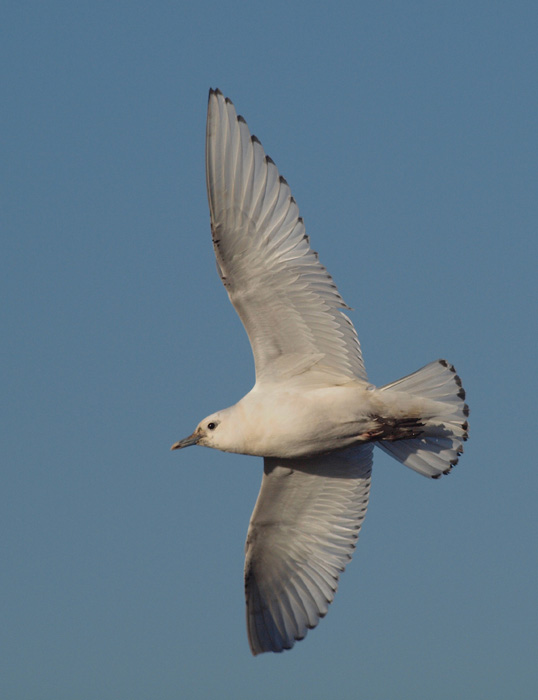 Ivory Gull