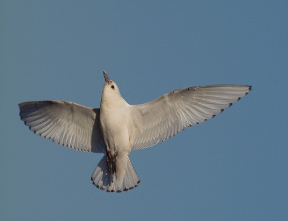 Ivory Gull