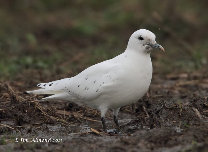 Ivory Gull