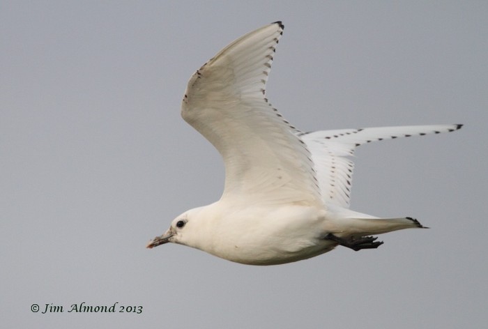 Ivory Gull