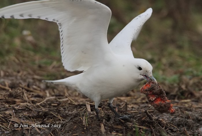 Ivory Gull