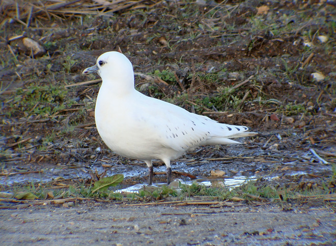 Ivory Gull