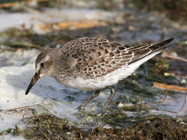 White-rumped Sandpiper