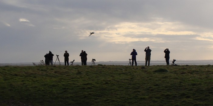 Ivory Gull