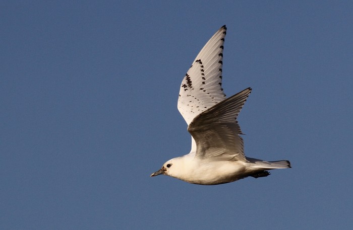 Ivory Gull