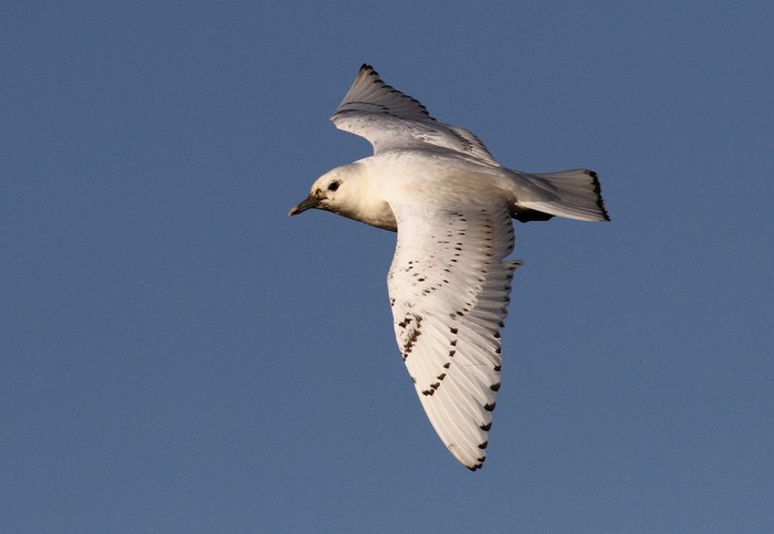 Ivory Gull