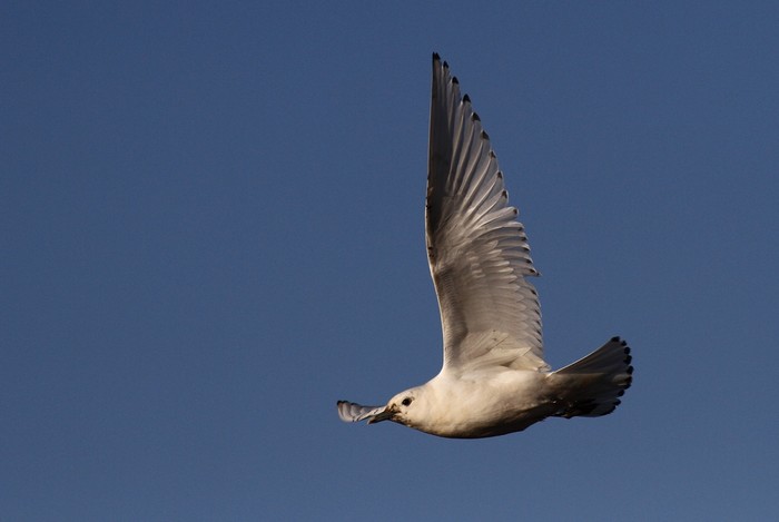 Ivory Gull