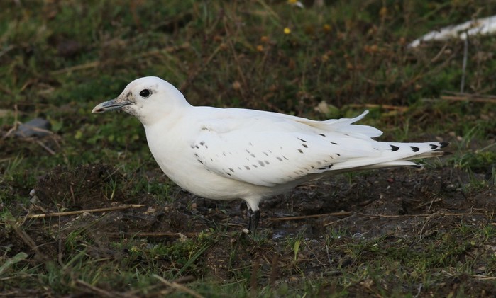 Ivory Gull
