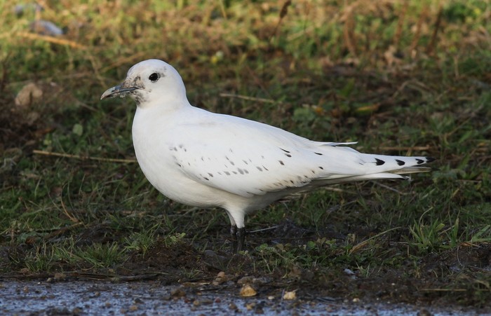 Ivory Gull