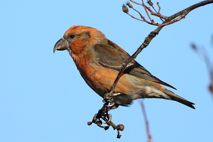 Crossbill