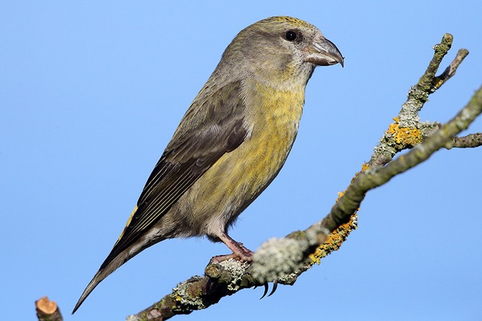 Crossbill