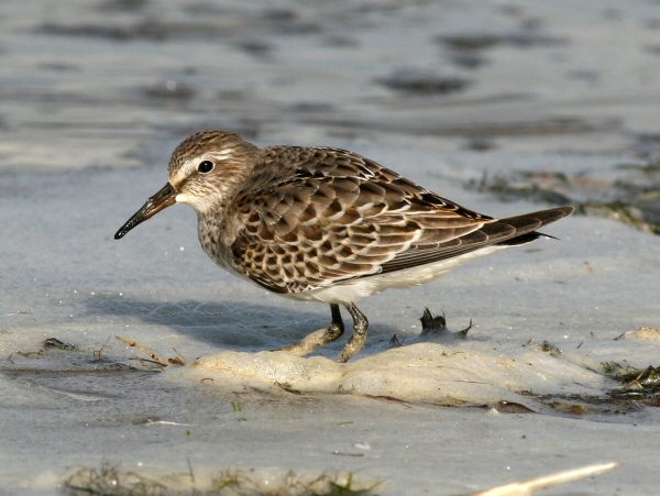 White-rumped Sandpiper