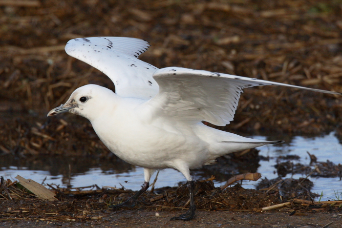Ivory Gull