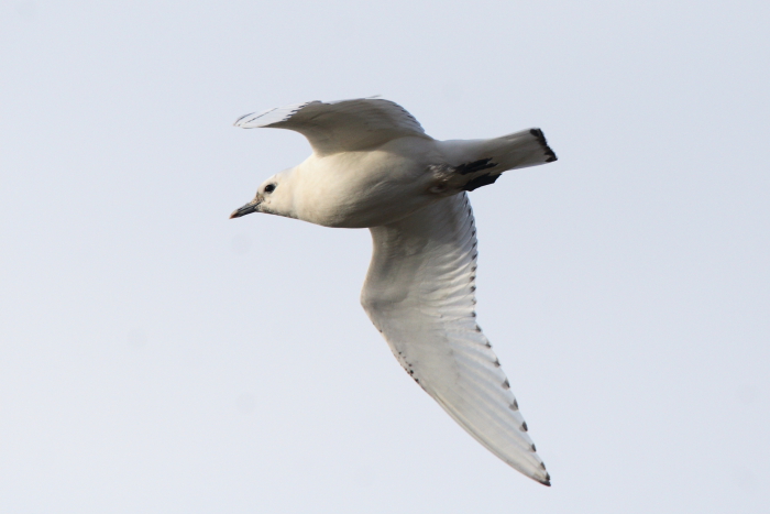 Ivory Gull