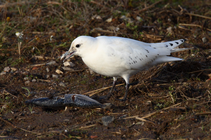 Ivory Gull
