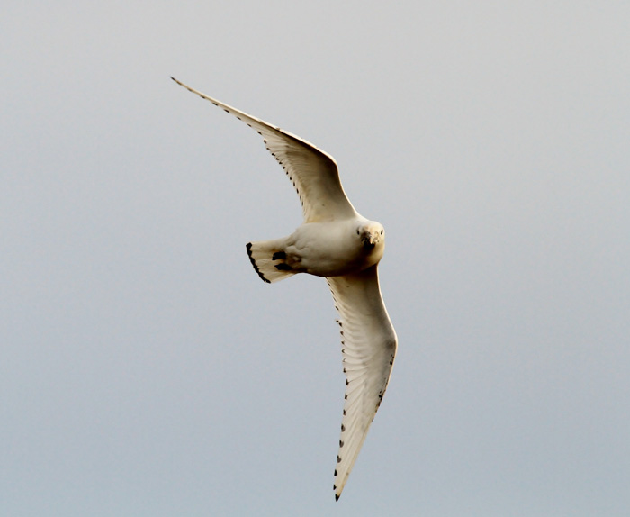 Ivory Gull