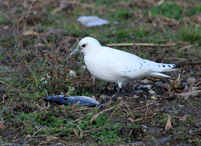 Ivory Gull