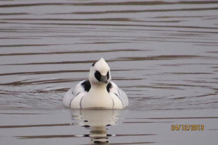 Smew