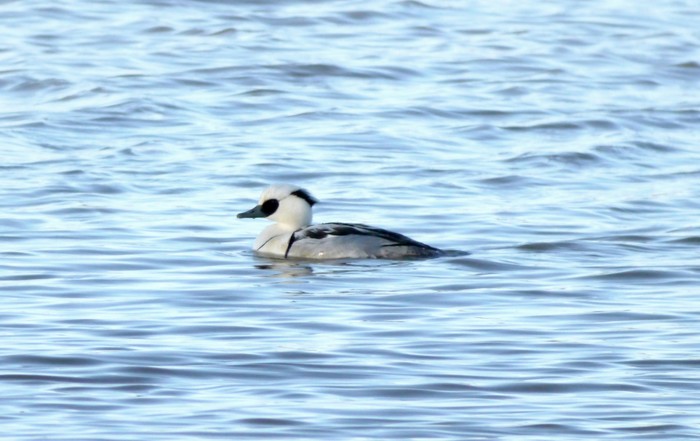 Smew
