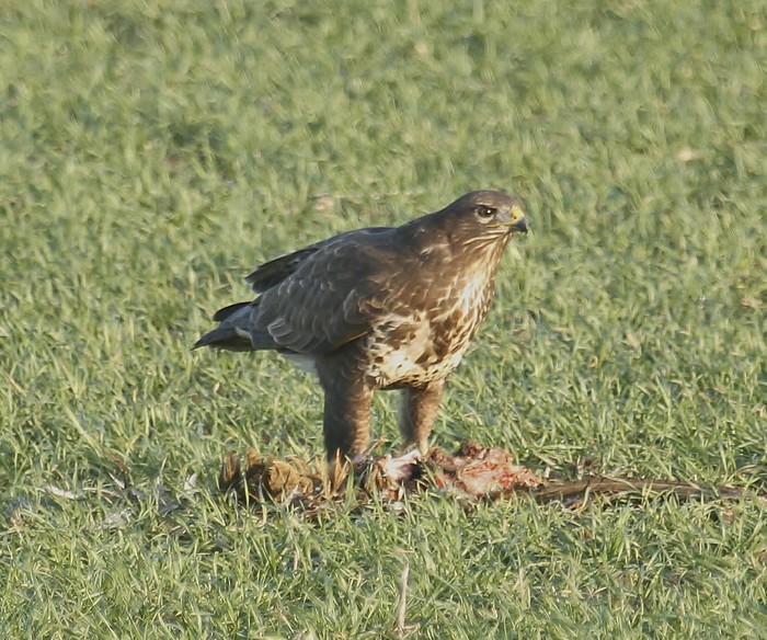 Buzzard