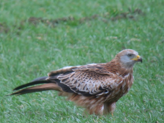 Red Kite