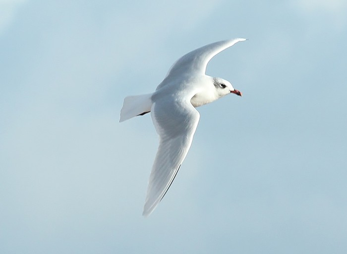 Mediterranean Gull
