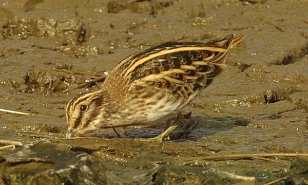 Jack Snipe