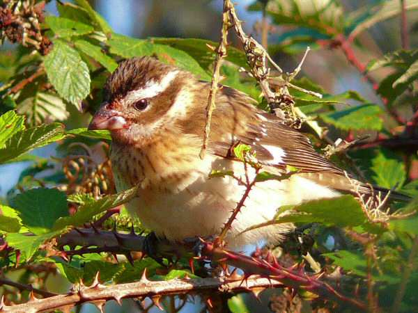 Rose-breasted Grosbeak