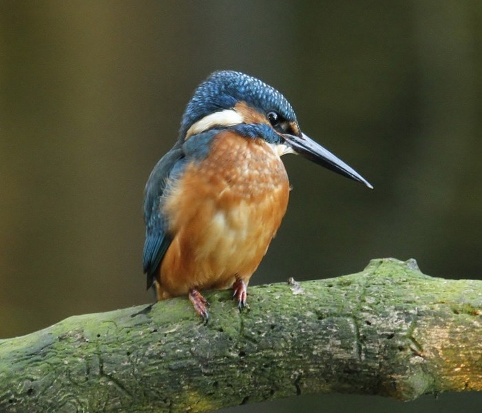 Kingfisher