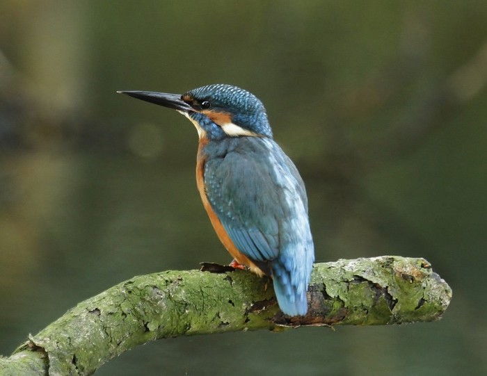 Kingfisher