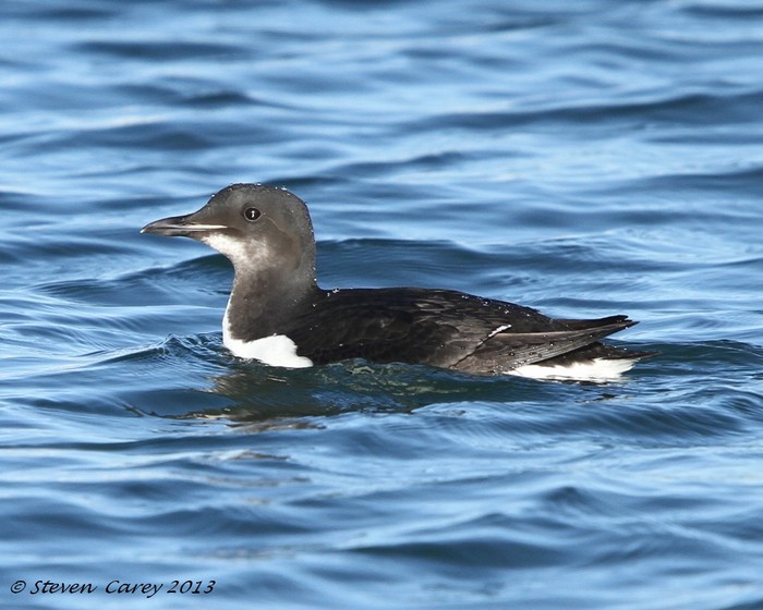 Brunnich's Guillemot