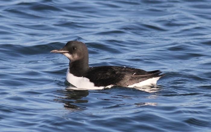Brunnich's Guillemot