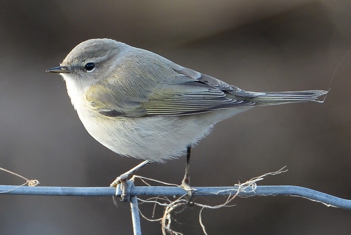 Siberian Chiffchaff