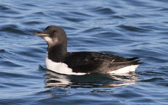 Brunnich's Guillemot