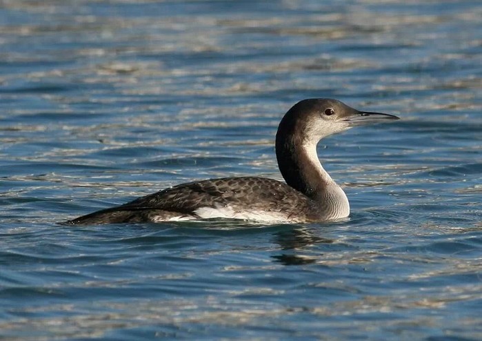 Black-throated Diver
