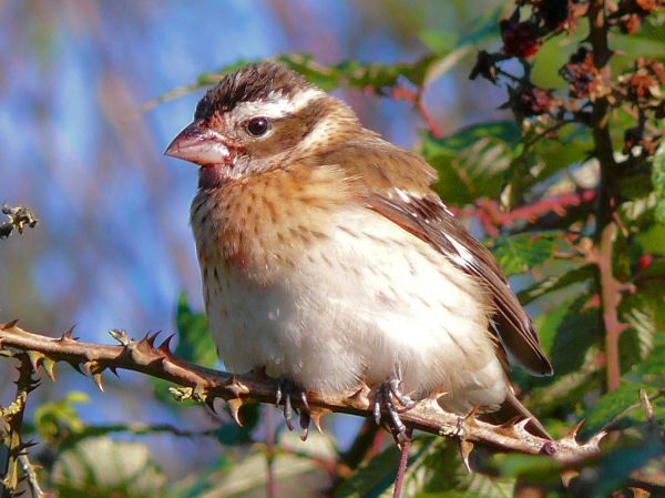 Rose-breasted Grosbeak